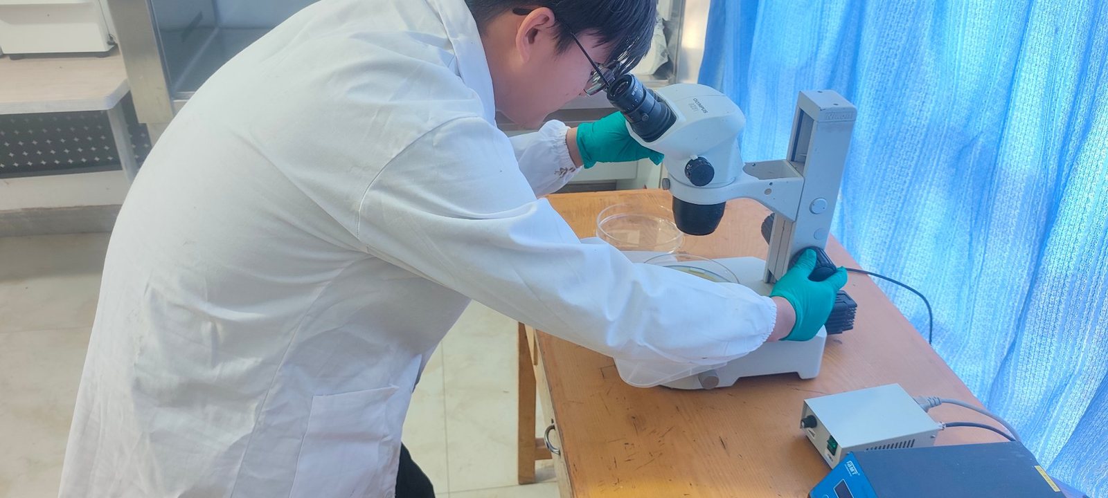 检验人员俯身在显微镜前观察玻片，手上戴绿色手套