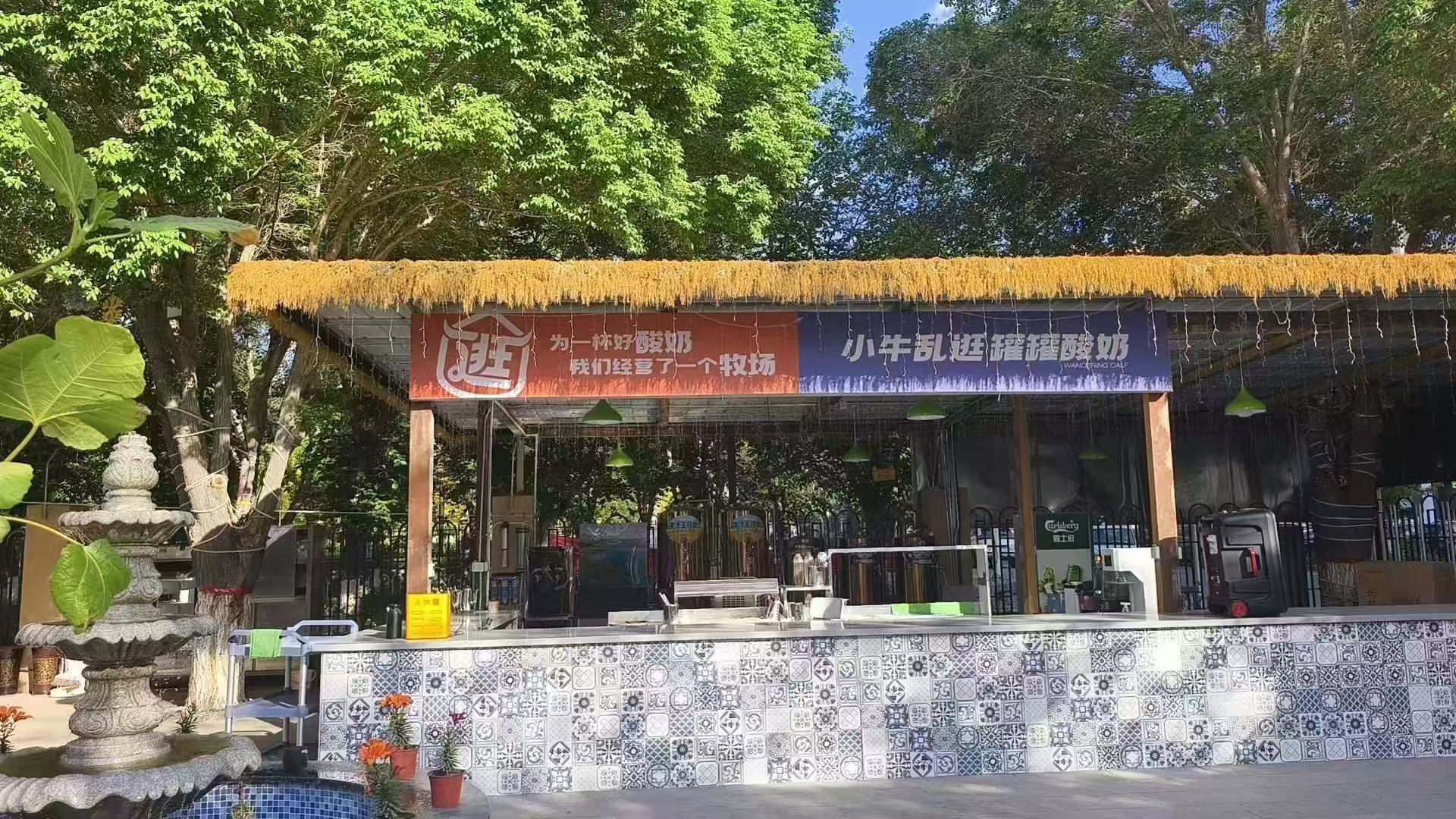 乌鲁木齐新市区馀钱小院的院子里，吧台上方挂着小牛乱逛的两块牌子